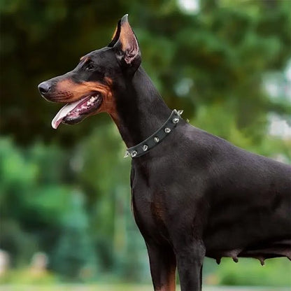 Collier pour chien - Bandit de Rue™ : Style punk pour toutou. - Jappy Toutou