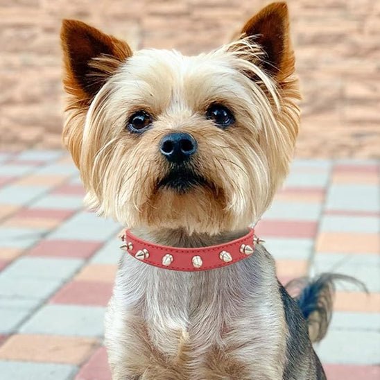 Collier pour chien - Bandit de Rue™ : Style punk pour toutou. - Jappy Toutou