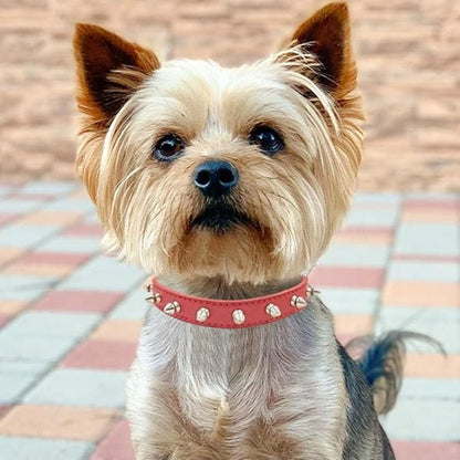 Collier pour chien - Bandit de Rue™ : Style punk pour toutou. - Jappy Toutou