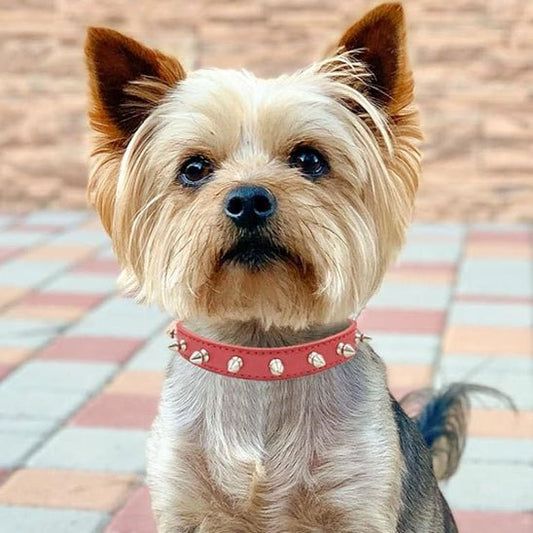 Collier pour chien - Bandit de Rue™ : Style punk pour toutou. - Jappy Toutou