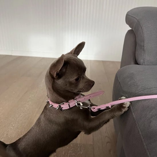 Collier pour chien - Bandit de Rue™ : Style punk pour toutou. - Jappy Toutou