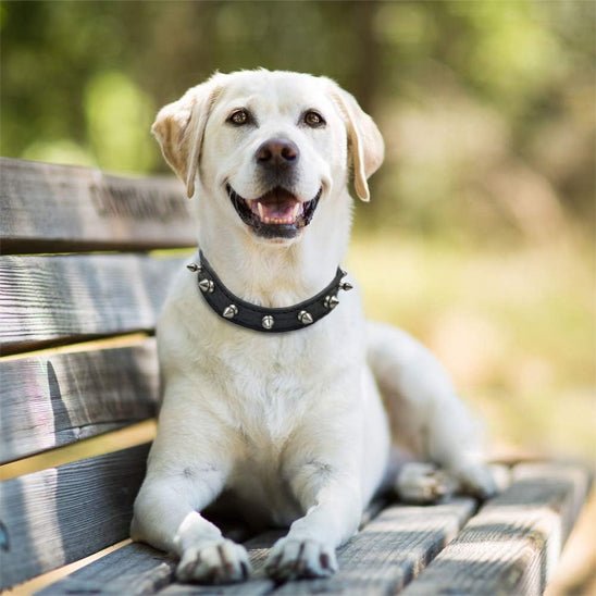Collier pour chien - Bandit de Rue™ : Style punk pour toutou. - Jappy Toutou
