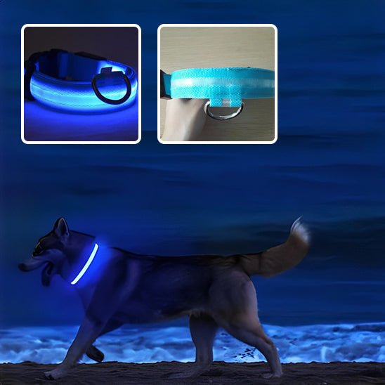 Collier pour chien Bright Nite™, super visibilité, super sécurité -www.JappyToutou.com