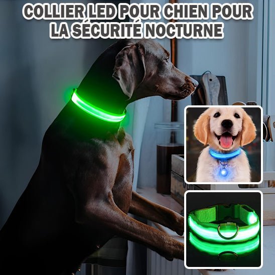 Collier pour chien Bright Nite™, super visibilité, super sécurité - www.JappyToutou.com