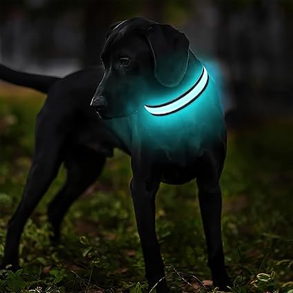 Collier pour chien Bright Nite™, super visibilité, super sécurité - www.JappyToutou.com