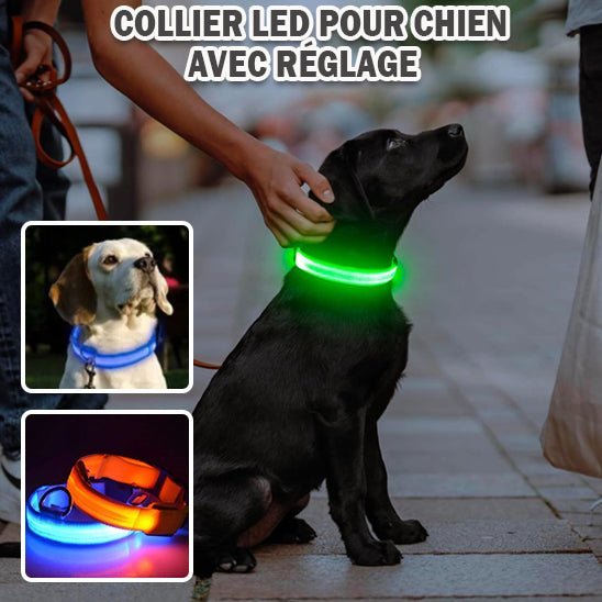 Collier pour chien Bright Nite™, super visibilité, super sécurité - www.JappyToutou.com