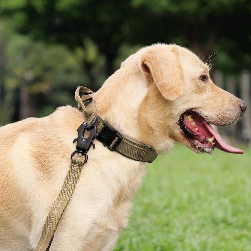 Collier pour Chien : L' Indispensable pour un Entraînement Réussi - www.JappyToutou.com