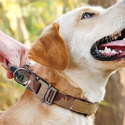 Collier pour Chien : L' Indispensable pour un Entraînement Réussi - www.JappyToutou.com