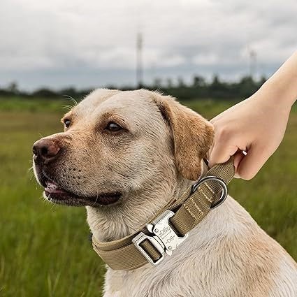 Collier pour Chien : L' Indispensable pour un Entraînement Réussi - www.JappyToutou.com