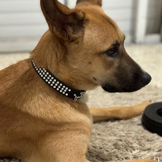 Collier pour chien - Médaille d'Amour™ : Élégance, Style pour petit grand toutou - Jappy Toutou