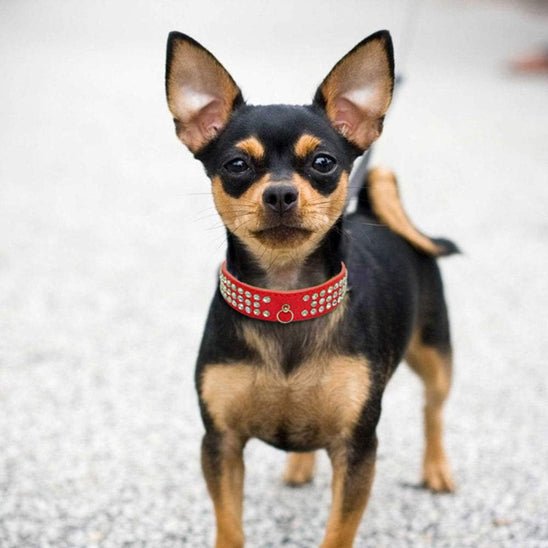 Collier pour chien - Médaille d'Amour™ : Élégance, Style pour petit grand toutou - Jappy Toutou