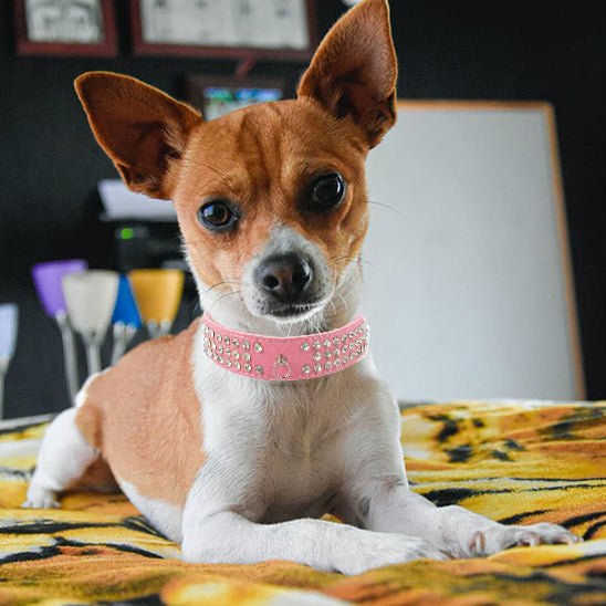 Collier pour chien - Médaille d'Amour™ : Élégance, Style pour petit grand toutou - Jappy Toutou