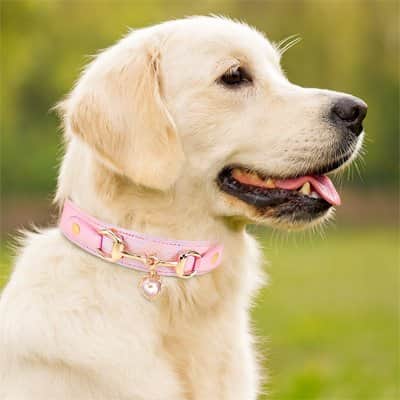 Collier pour Chien | Perle à Jappy™ Prémium - Jappy Toutou