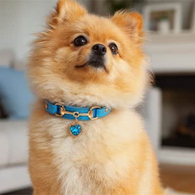 Collier pour Chien | Perle à Jappy™ Prémium - Jappy Toutou
