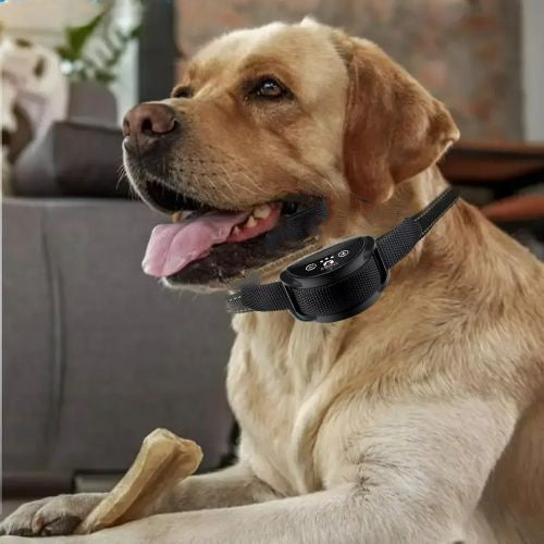 Collier anti aboiement pour Chien : La Solution Intelligente