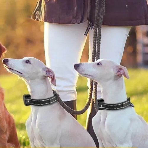 Collier anti aboiement petit chien : La solution efficace