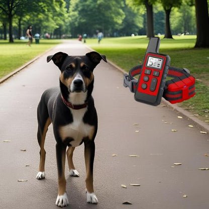Collier anti aboiement chien : la solution efficace pour un dressage réussi