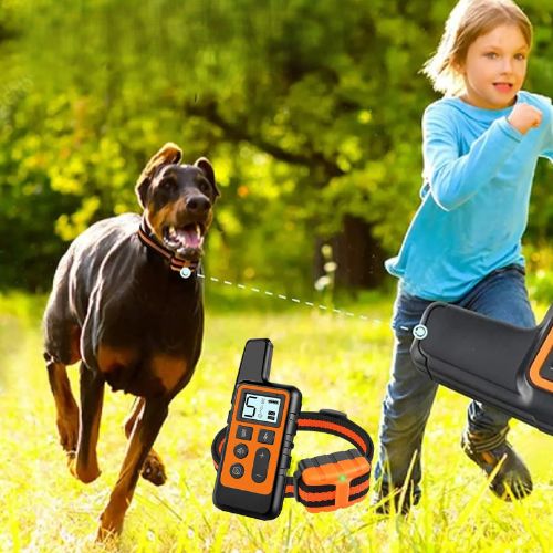 Collier anti aboiement chien : la solution efficace pour un dressage réussi