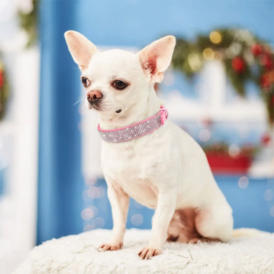 collier_chien_-bijou-chic-stylise-colore_ www.jappytoutou.com
