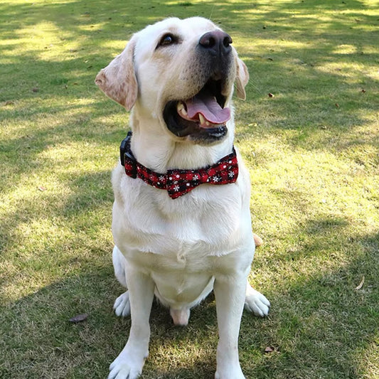 Collier chien : esprit festif, Élégance, style qui fait la différence