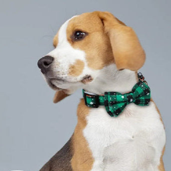 Collier chien : esprit festif, Élégance, style qui fait la différence, la classe