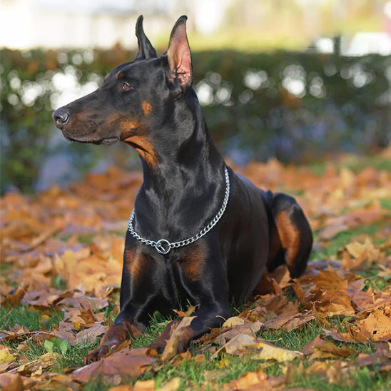 Collier pour chien ChicChaine pour collier et chainette décoratif
