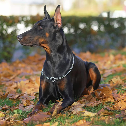 Collier pour chien ChicChaine pour collier et chainette décoratif