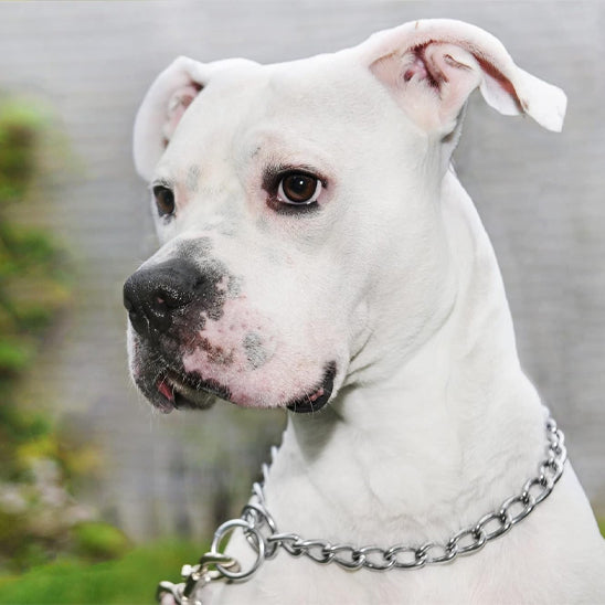 Collier pour chien ChicChaine pour collier et chainette Style et look compris