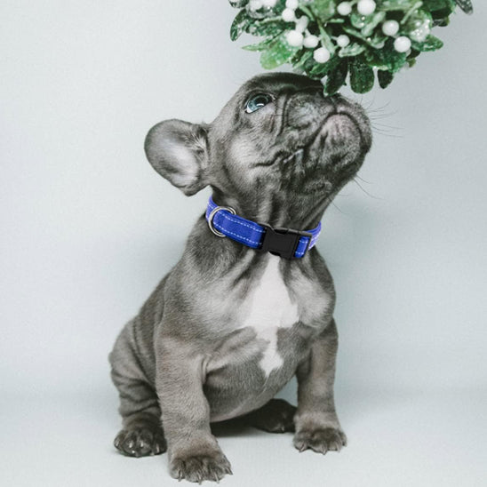 collier_chien_couleur__Bleu -prêt pour toutes sorties 