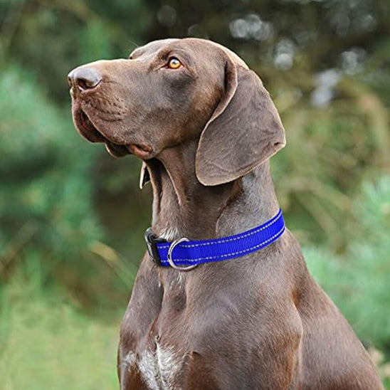 Collier Chien : Super collier pour Votre Super Compagnon