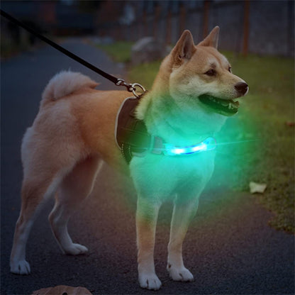 collier_lumineux_chien_multicouleur_
www.jappytoutou.com