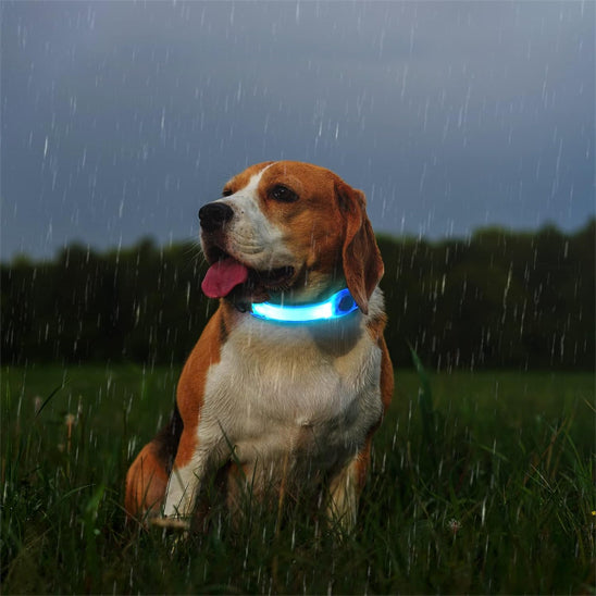 collier_lumineux_chien_multicouleur_toute saison
www.japtoutou.com