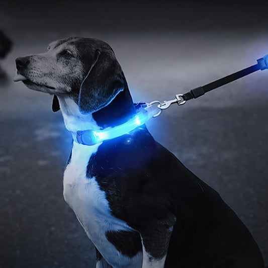Collier Lumineux chien : gardien silencieux dans l'obscurité - Jappy Toutou