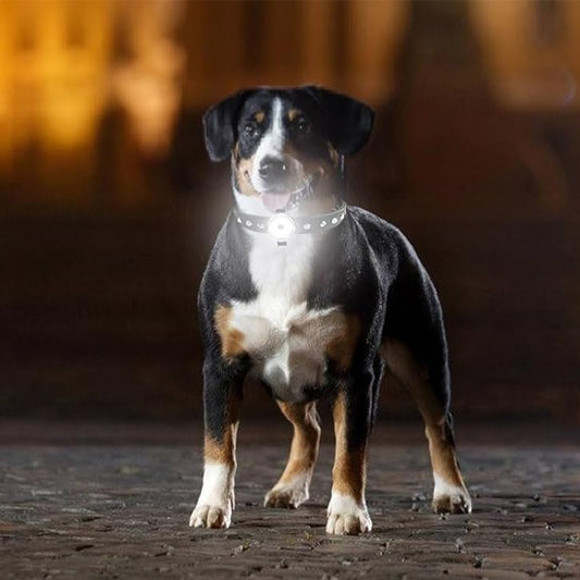 Collier Lumineux Chien : La Sécurité Nocturne Ultime