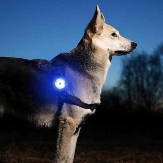 Collier Lumineux Chien : La Solution Ultime pour la Sécurité Nocturne de Votre Compagnon