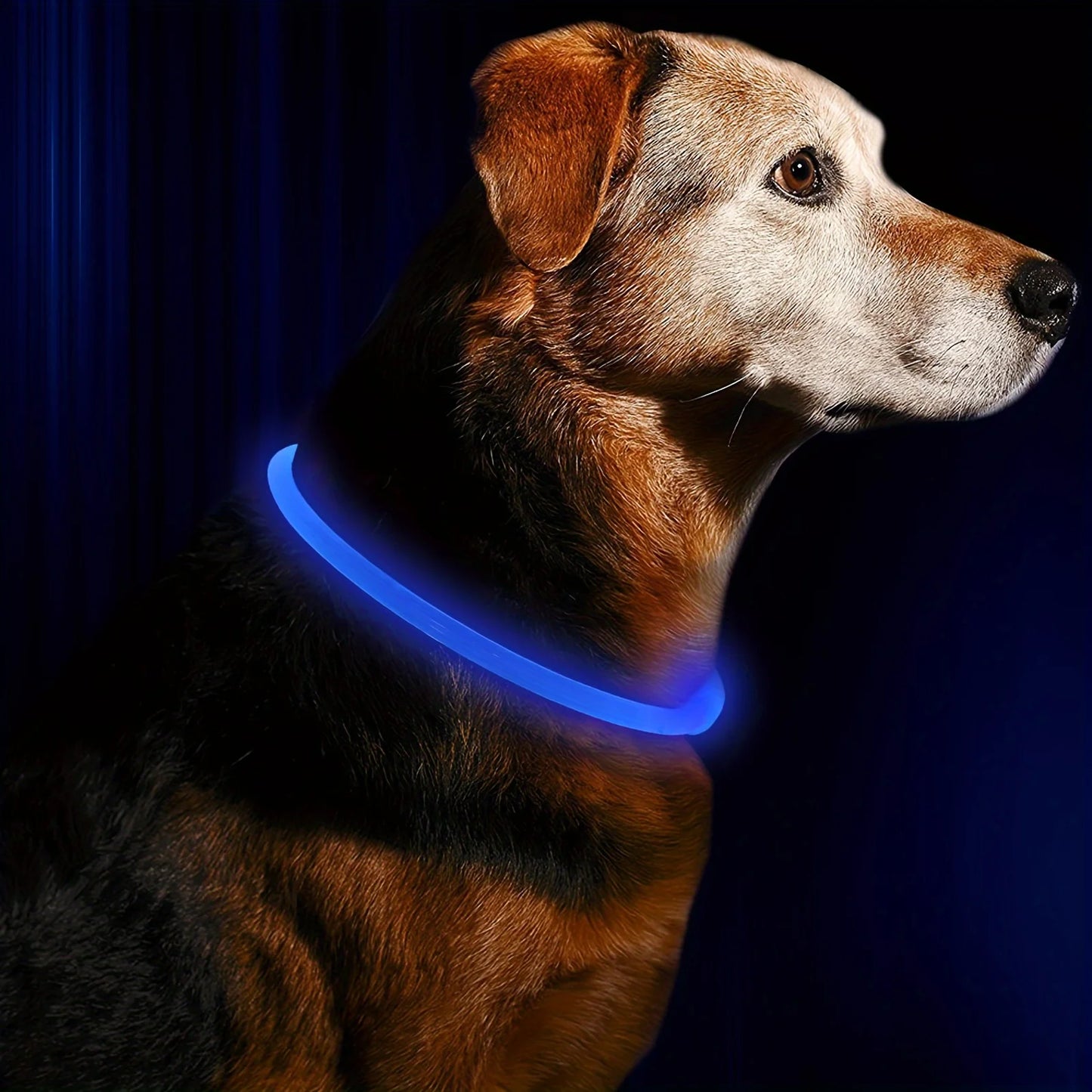 collier_lumineux_pour_chien_toute_grandeur_toute-elegance_www.jappytoutou.com