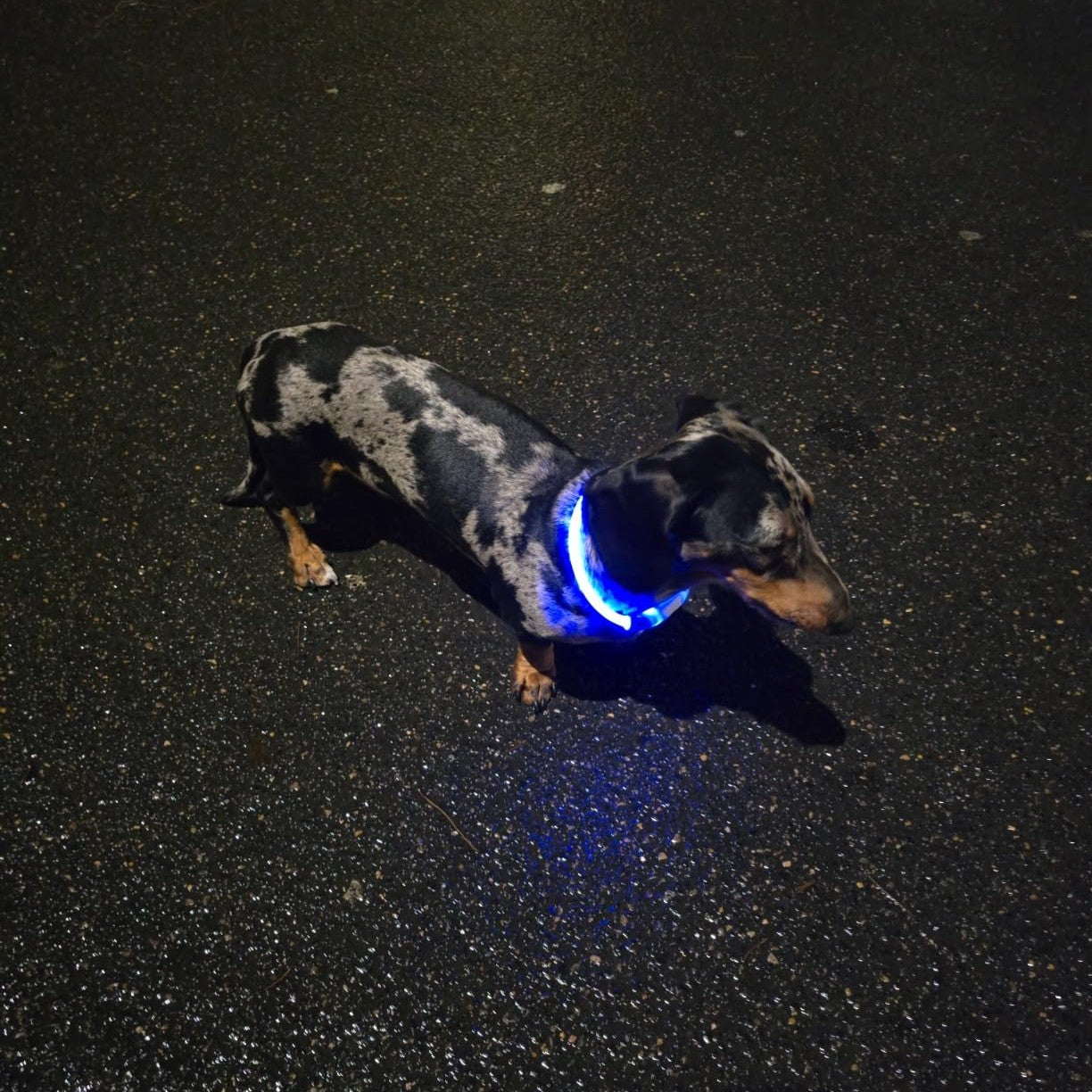 collier lumineux pour chien-ColluX