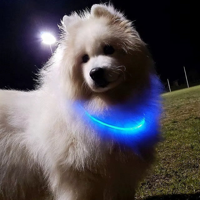 collier lumineux pour chien-ColluX Bleu nocturne