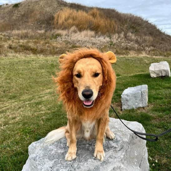 Déguisement chien | lion Royal Savane - Jappy Toutou