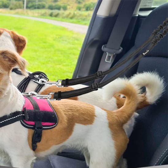 Double laisse pour chien - DuoSecur™ - La sécurité à double sens pour vos fidèles compagnons - JappyToutou