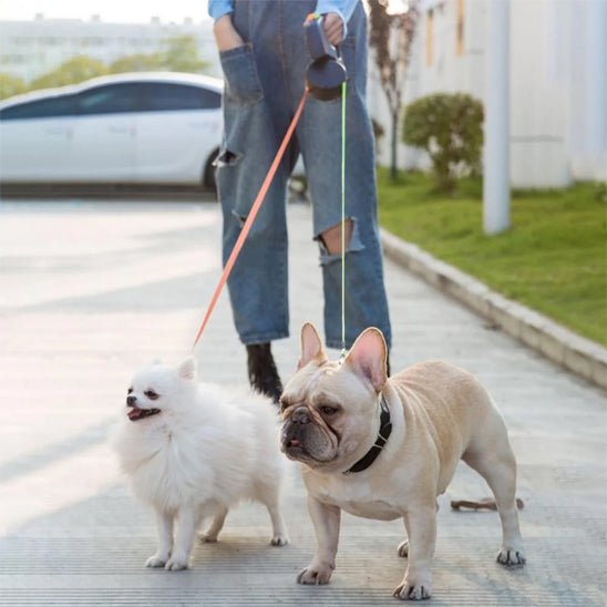 Double laisse pour chien - Laisse'2'Go™ : Promenades simplifiées pour deux chiens - Jappy Toutou