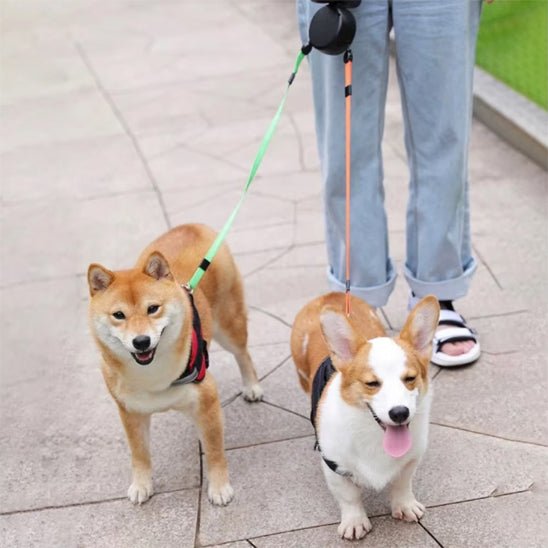 Double laisse pour chien - Laisse'2'Go™ : Promenades simplifiées pour deux chiens - Jappy Toutou