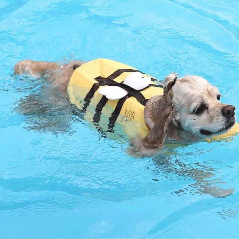 Gilet de sauvetage chien - Matelot Canin™ - Jappy Toutou