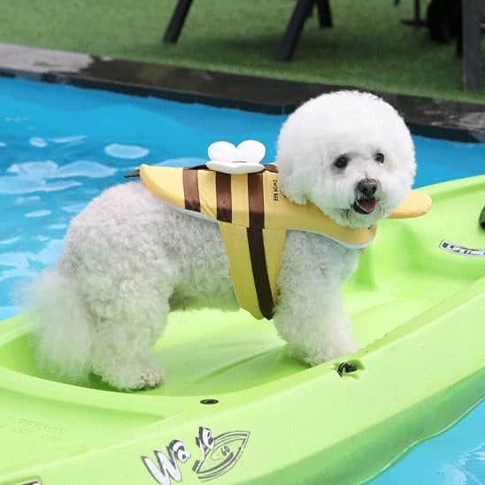 Gilet de sauvetage chien - Matelot Canin™ - Jappy Toutou