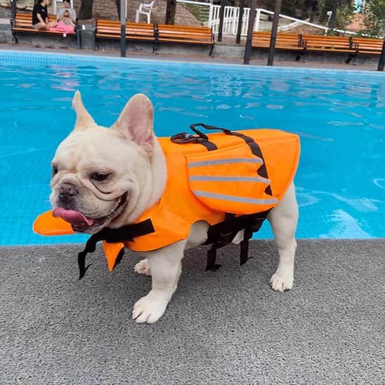 Gilet de sauvetage chien | Rivière & Truffe™ - Jappy Toutou