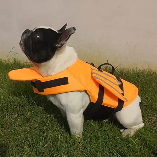 Gilet de sauvetage chien | Rivière & Truffe™ - Jappy Toutou