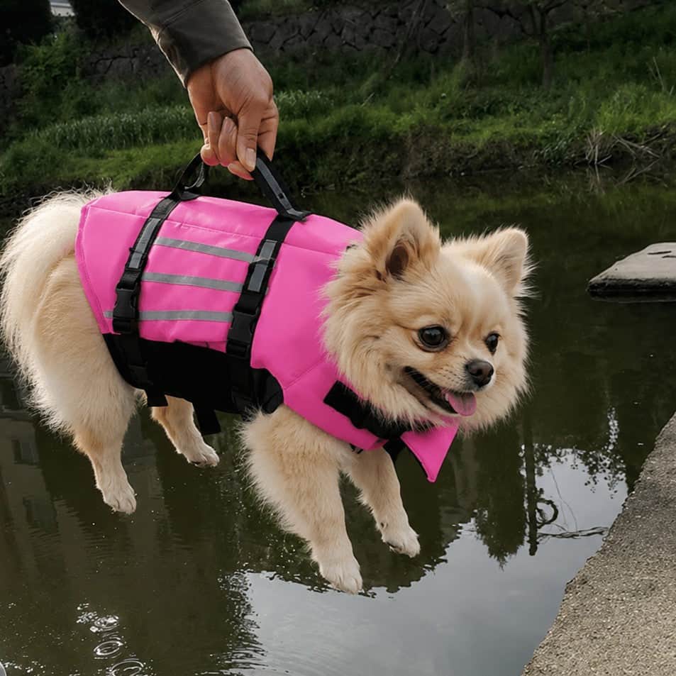 Gilet de sauvetage chien | Rivière & Truffe™ - Jappy Toutou