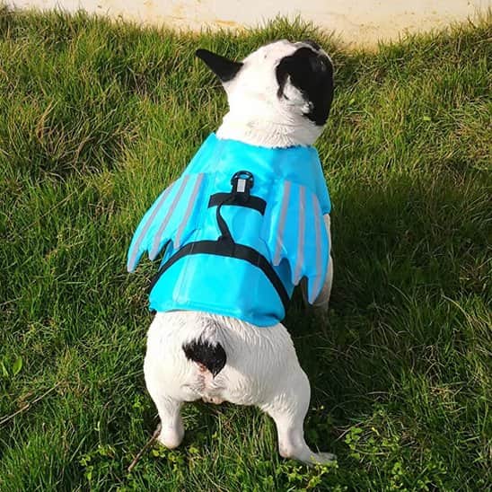Gilet de sauvetage chien | Rivière & Truffe™ - Jappy Toutou