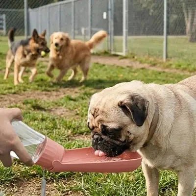 Gourde Chien • ToutouBoit™ - Jappy Toutou