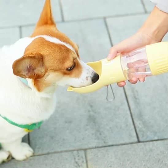 Gourde pour chien | JappyFontaine™ Portable - Jappy Toutou